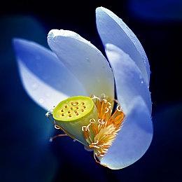 一视同仁! 成人游戏下架风波致使女同游戏受重创